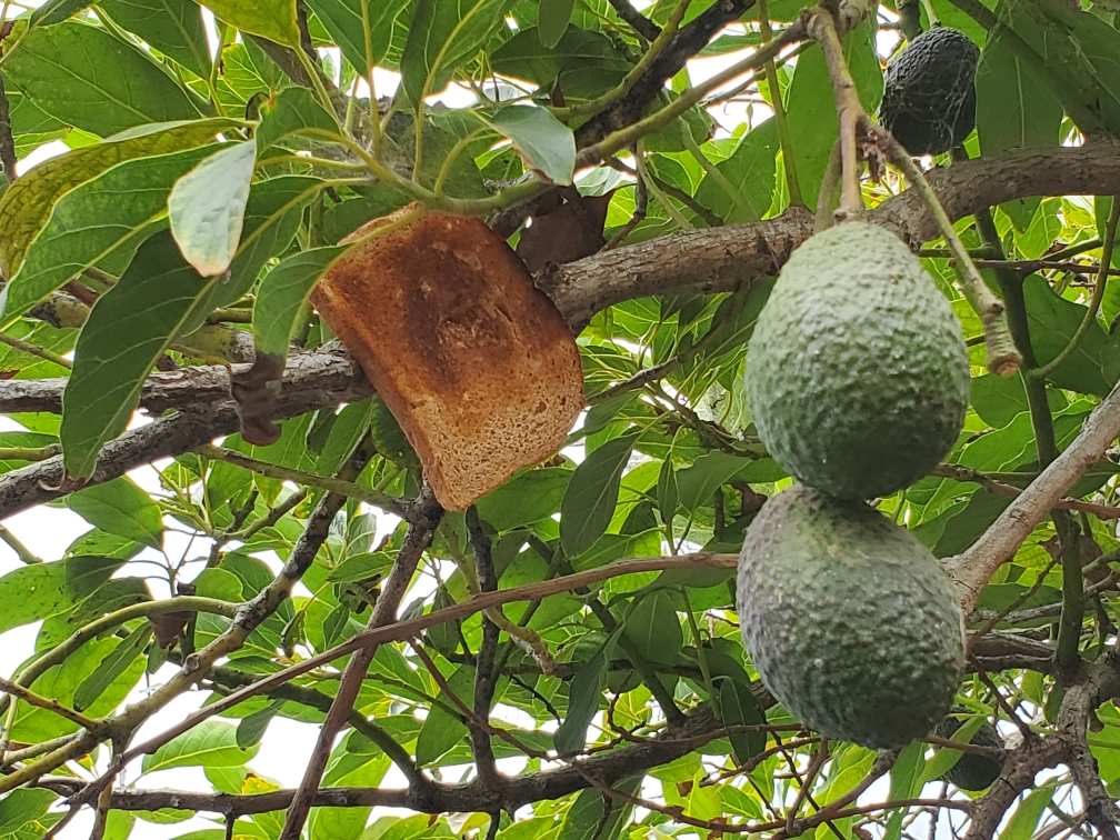 Detail Avocado Stapler Nomer 26