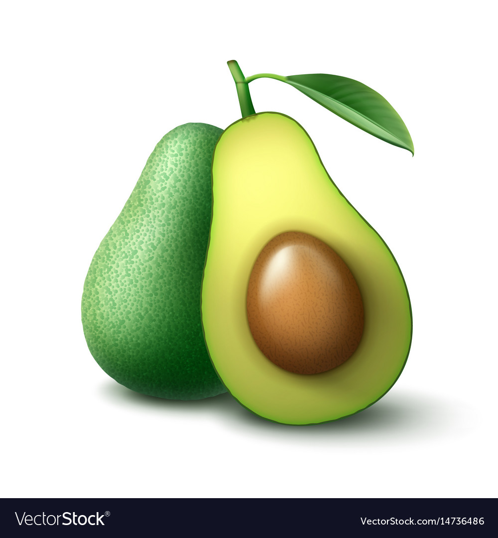 Detail Avocado Vector Png Nomer 16