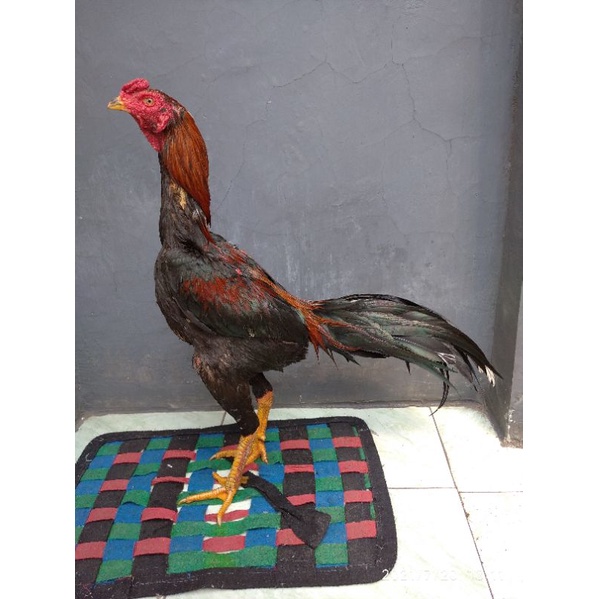 Detail Ayam Aduan Istimewa Nomer 8