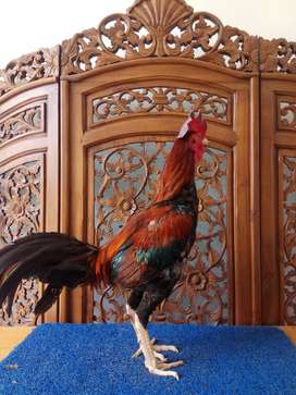 Detail Ayam Aduan Malang Nomer 11
