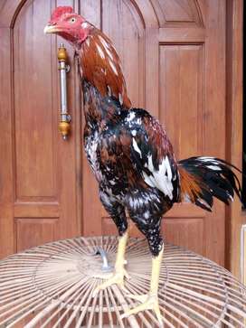 Detail Ayam Aduan Malang Nomer 15