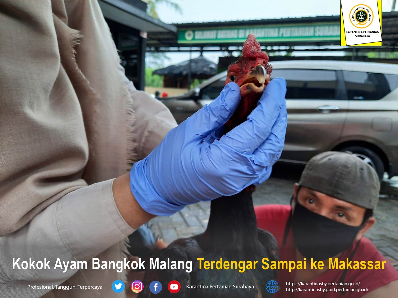 Detail Ayam Aduan Malang Nomer 24