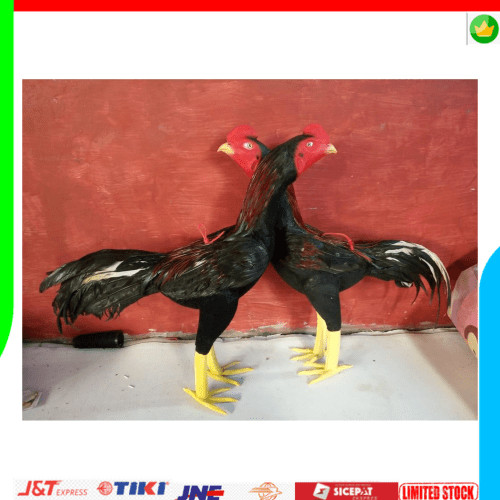 Detail Ayam Aduan Malang Nomer 27