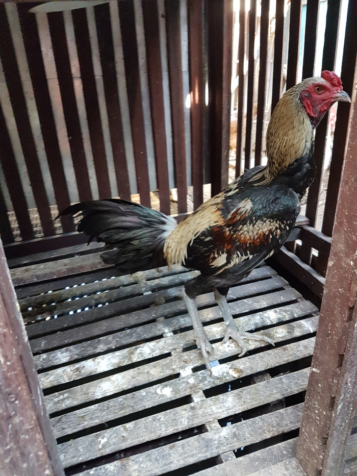 Detail Ayam Aduan Malang Nomer 28