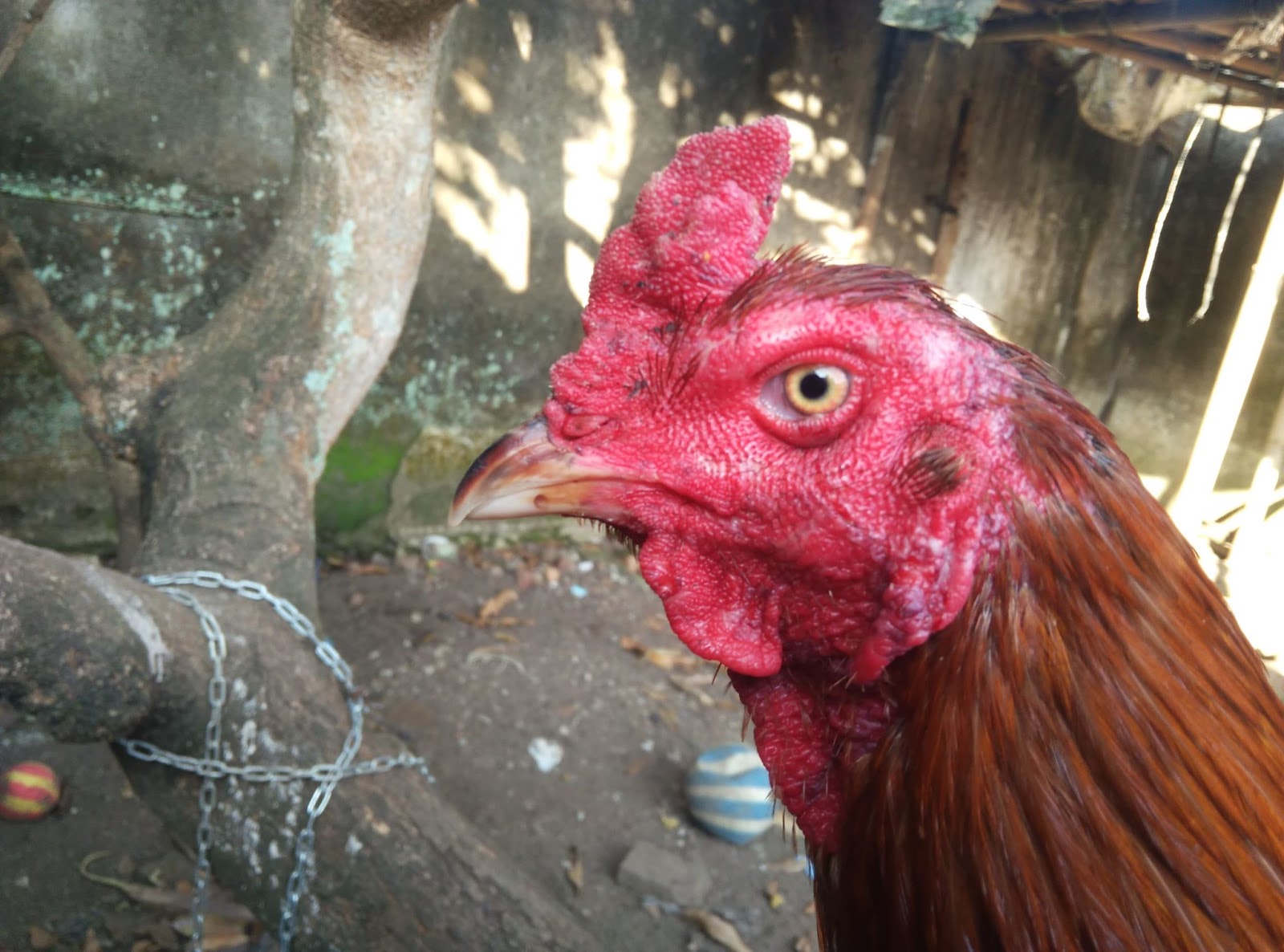 Detail Ayam Aduan Malang Nomer 33