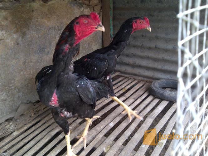 Detail Ayam Aduan Malang Nomer 49