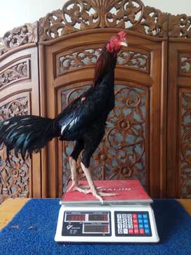 Detail Ayam Aduan Malang Nomer 9