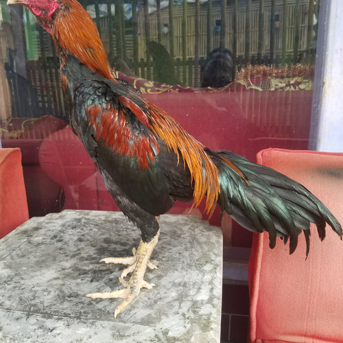 Detail Ayam Aduan Pakhoy Nomer 17