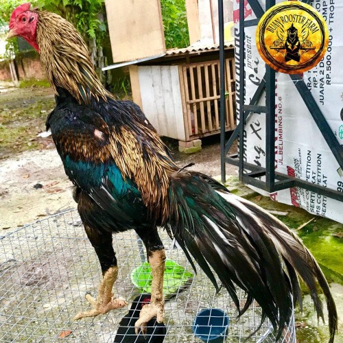 Detail Ayam Aduan Pakhoy Nomer 18