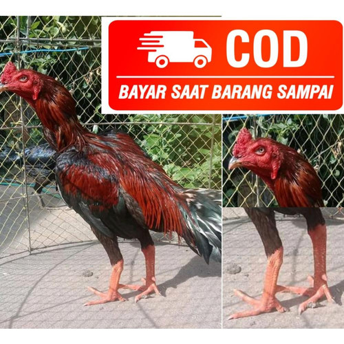 Detail Ayam Aduan Pakhoy Nomer 22