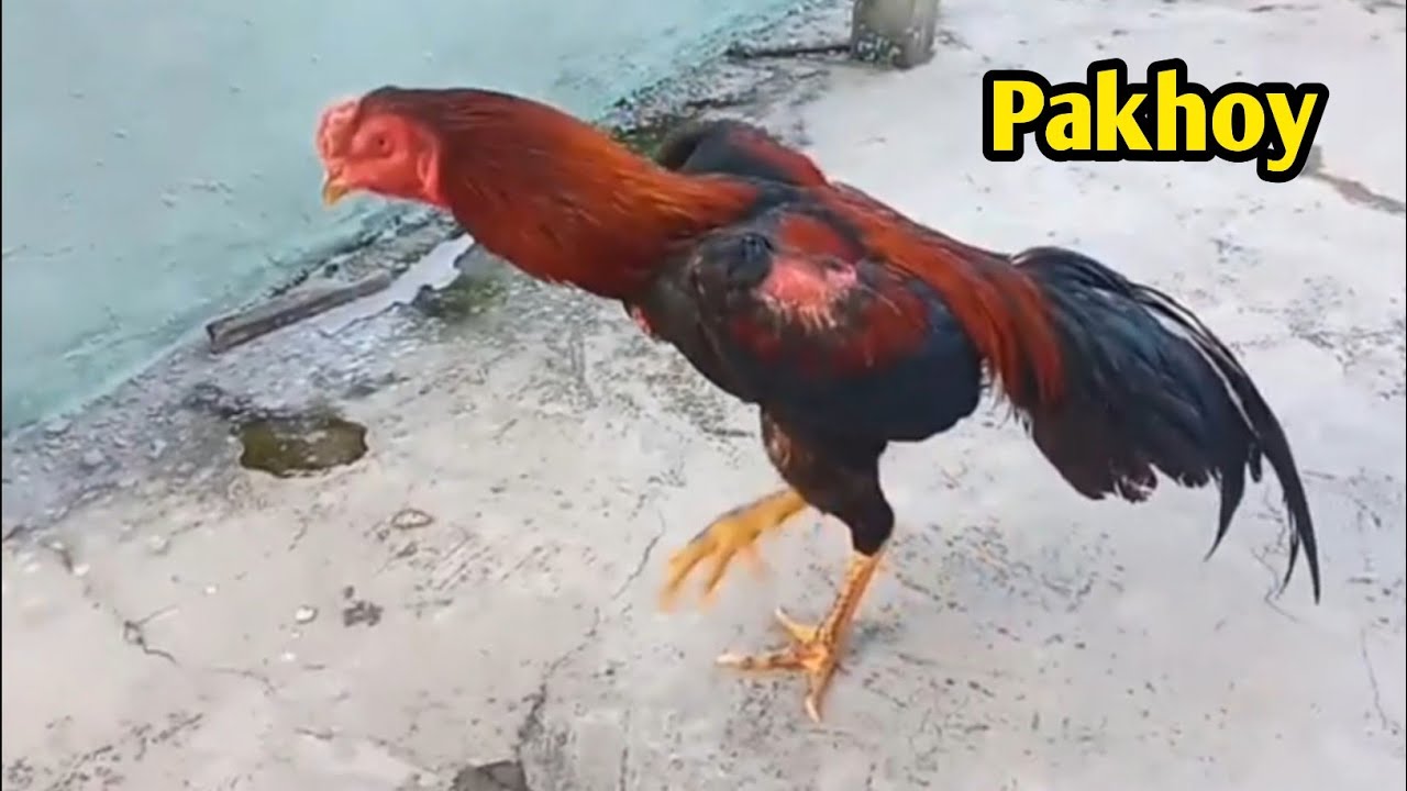 Detail Ayam Aduan Pakhoy Nomer 28