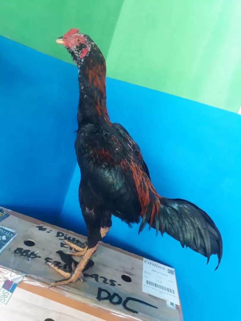 Detail Ayam Aduan Pakhoy Nomer 38