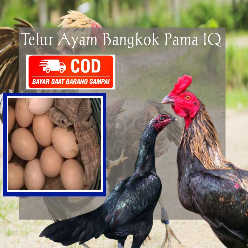 Detail Ayam Aduan Pakhoy Nomer 48