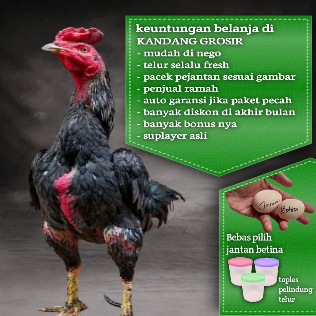 Detail Ayam Aduan Pakhoy Nomer 50