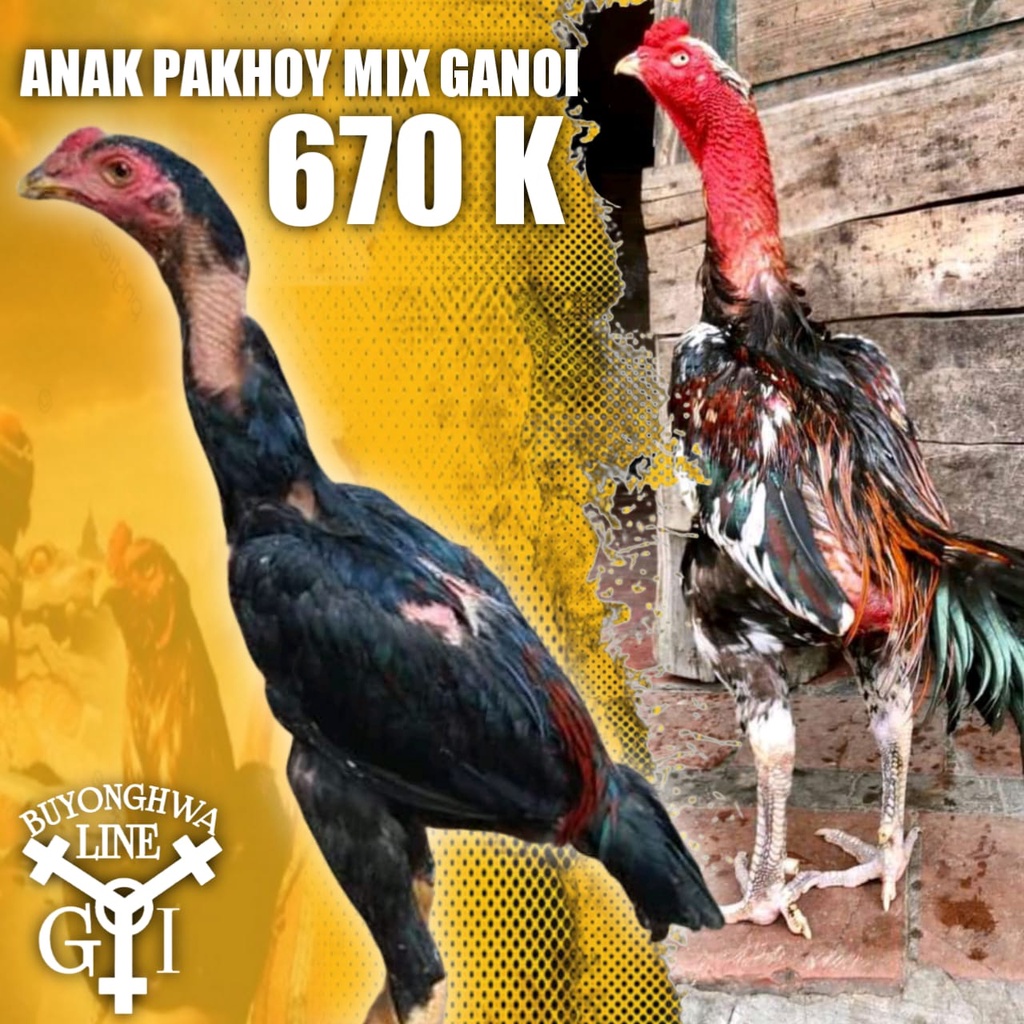 Detail Ayam Aduan Pakhoy Nomer 51