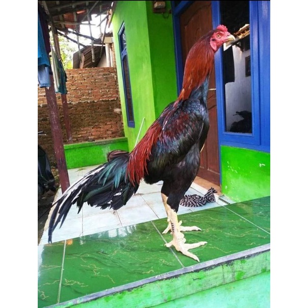 Detail Ayam Aduan Pakhoy Nomer 8