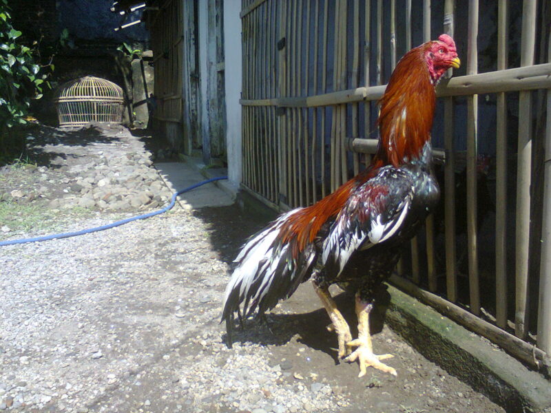 Detail Ayam Aduan Pakhoy Nomer 9