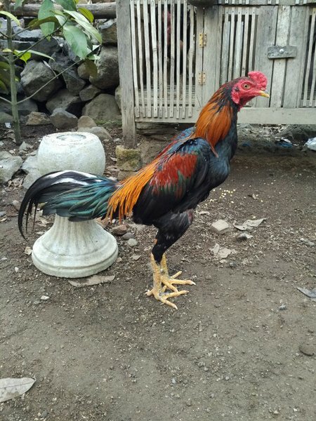 Ayam Bangkok 6 Bulan - KibrisPDR