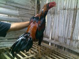 Detail Ayam Bangkok 6 Bulan Nomer 15