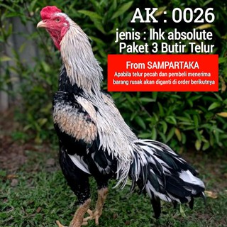 Detail Ayam Bangkok Bulu Jalak Nomer 13