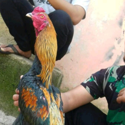 Detail Ayam Bangkok Bulu Jalak Nomer 14