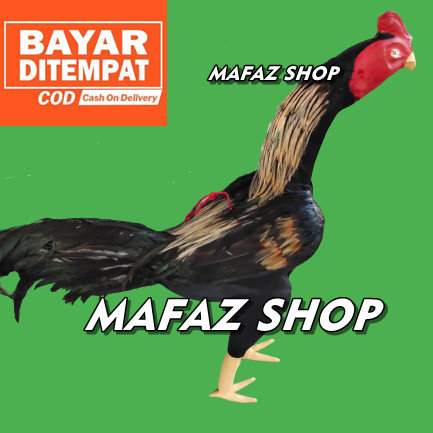 Detail Ayam Bangkok Bulu Jalak Nomer 16