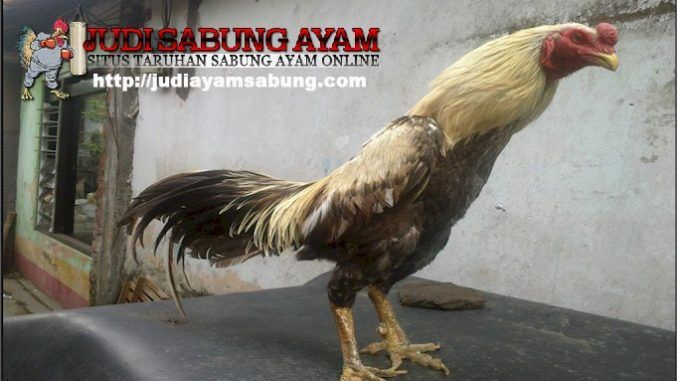 Detail Ayam Bangkok Bulu Jalak Nomer 22