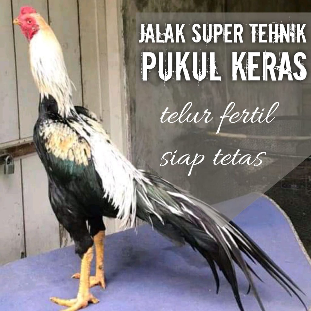 Detail Ayam Bangkok Bulu Jalak Nomer 25