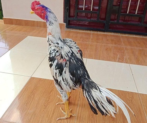 Detail Ayam Bangkok Bulu Jalak Nomer 27