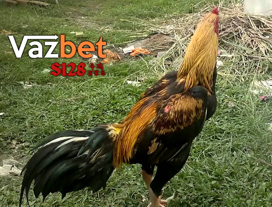 Detail Ayam Bangkok Bulu Jalak Nomer 31