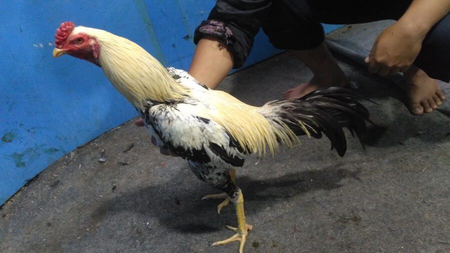 Detail Ayam Bangkok Bulu Jalak Nomer 33