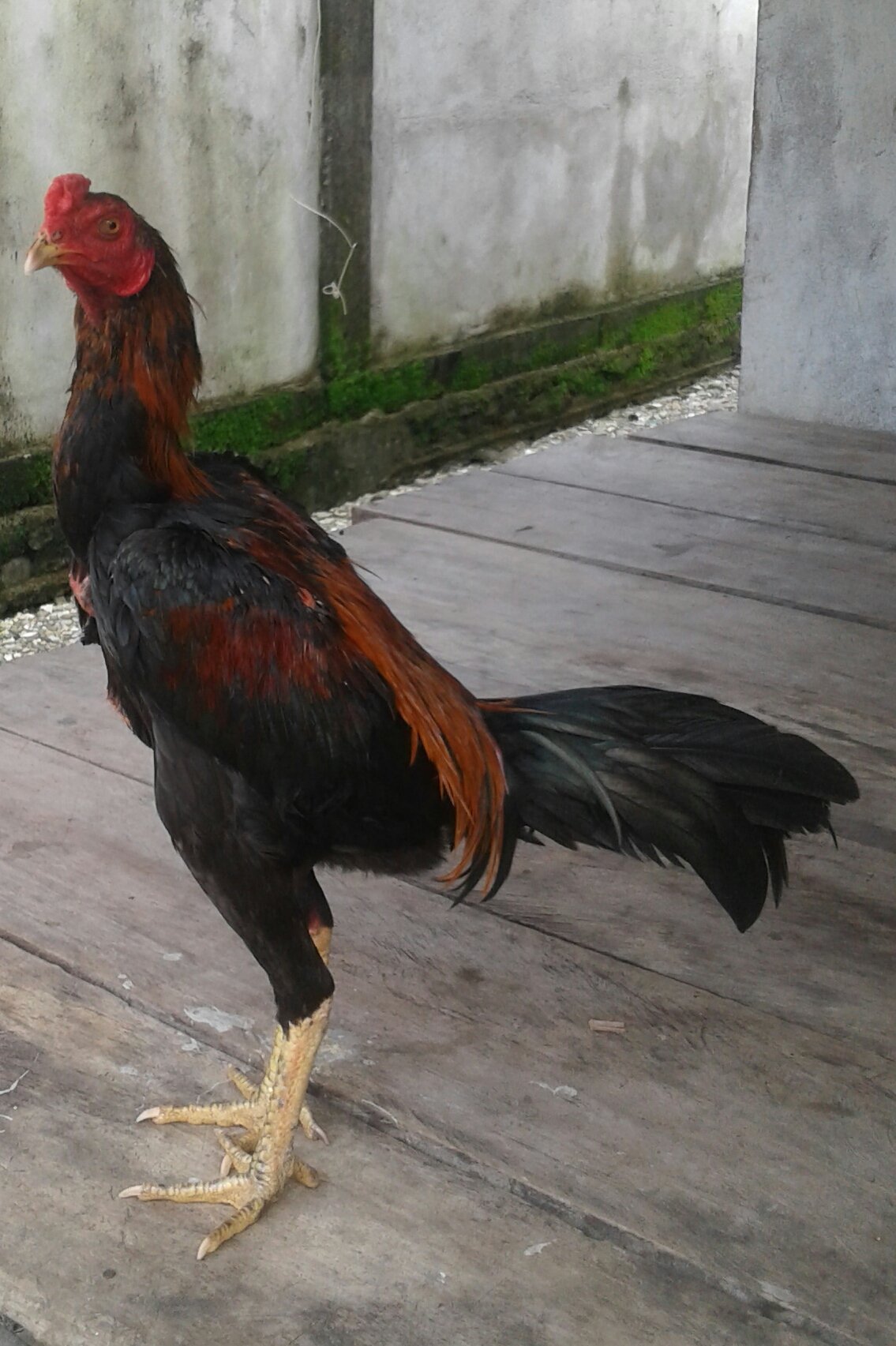 Detail Ayam Bangkok Hd Nomer 42