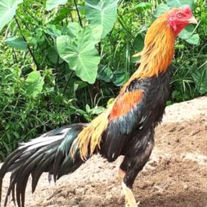Ayam Bangkok Jalak Emas - KibrisPDR