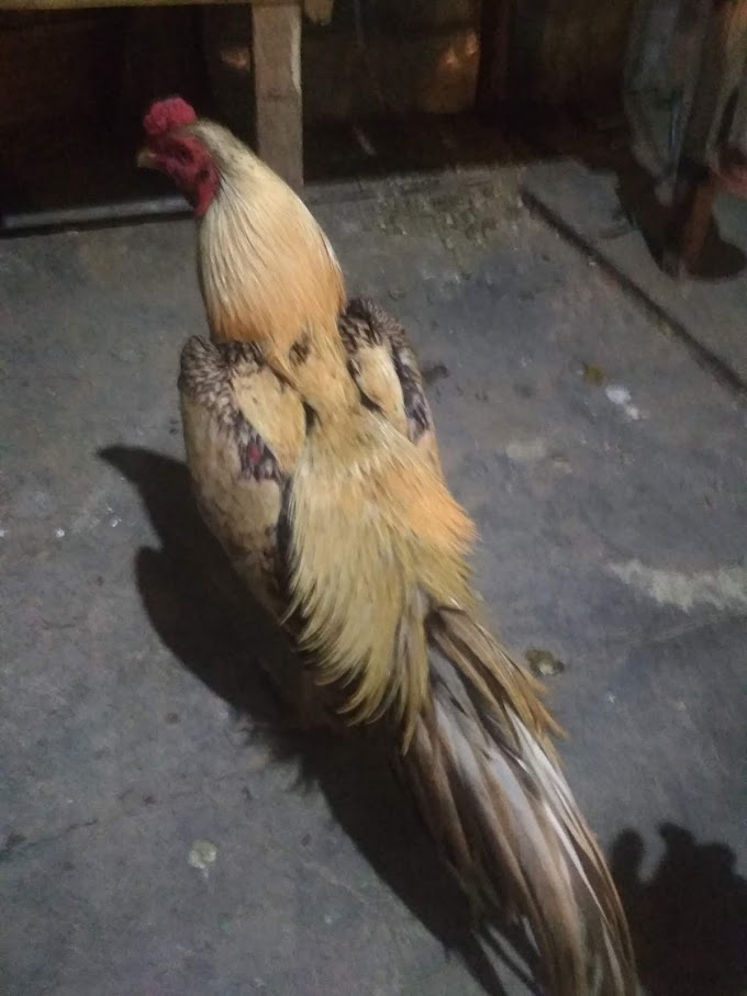 Detail Ayam Bangkok Jalak Emas Nomer 23