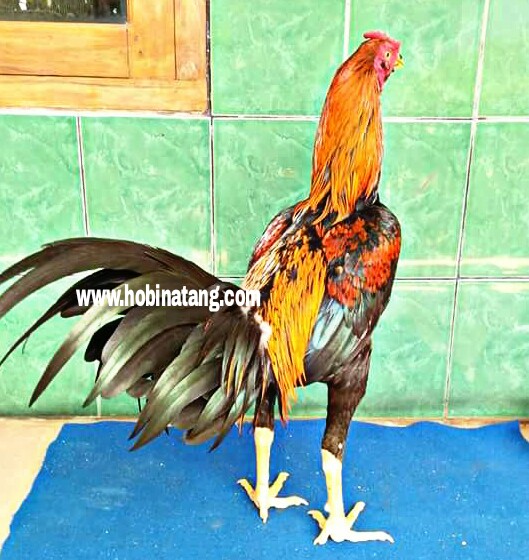 Detail Ayam Bangkok Jalak Emas Nomer 25