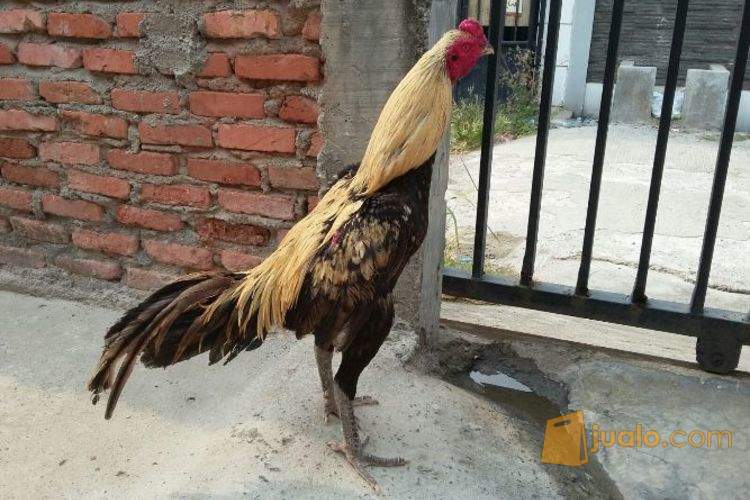 Detail Ayam Bangkok Jalak Emas Nomer 29