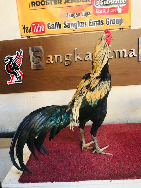 Detail Ayam Bangkok Jalak Emas Nomer 31