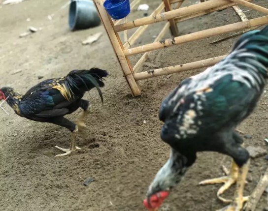 Detail Ayam Bangkok Jalak Emas Nomer 42