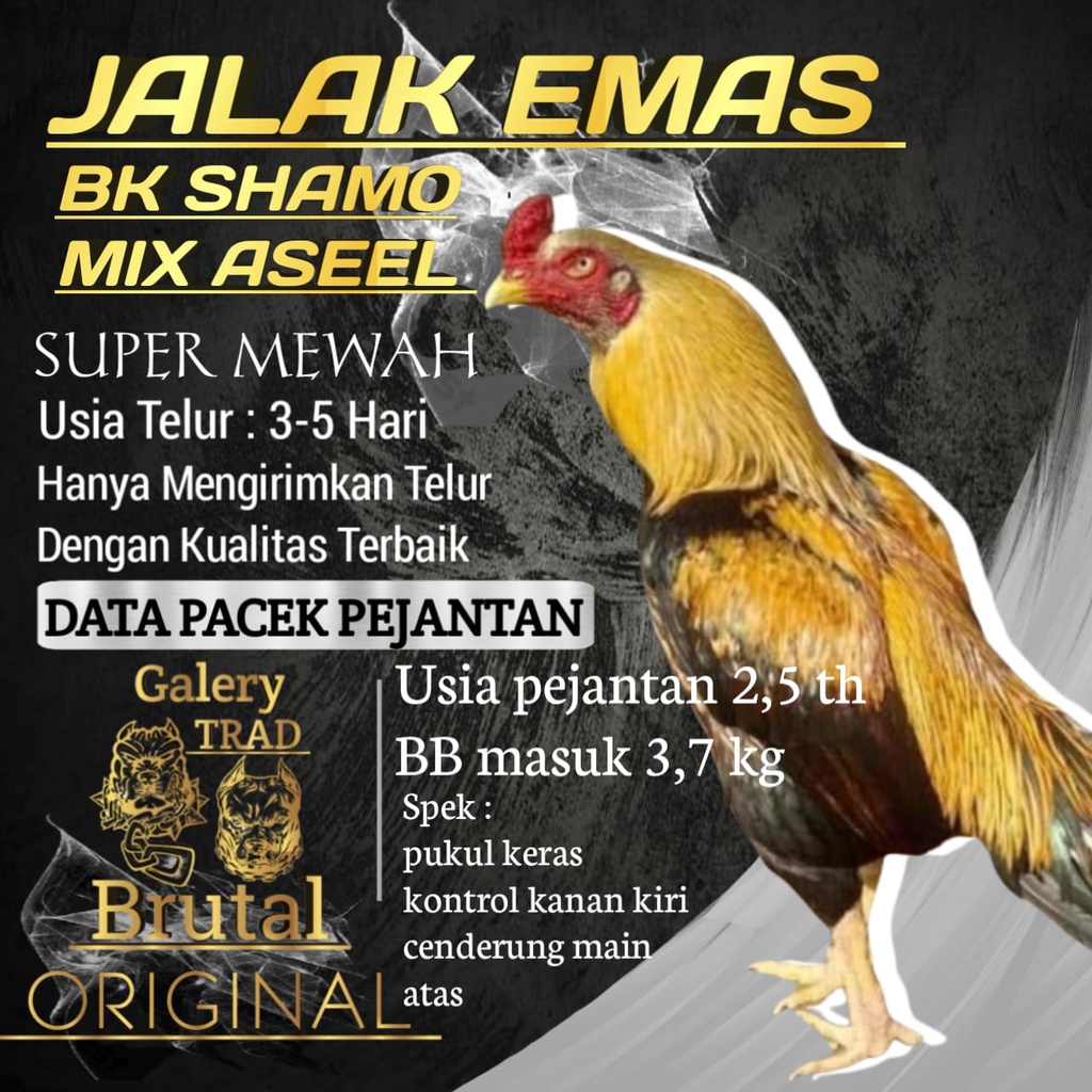 Download Ayam Bangkok Jalak Emas Nomer 49