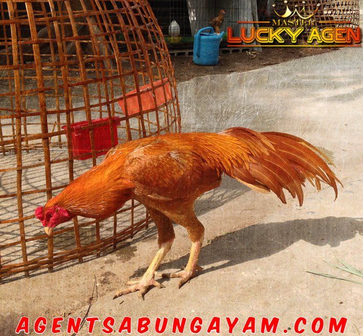 Detail Ayam Bangkok Jalak Emas Nomer 53