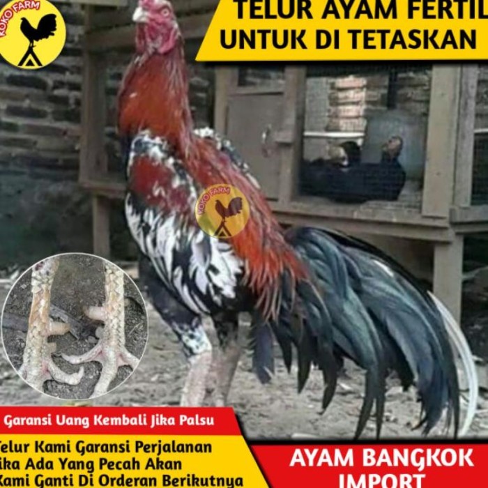 Download Ayam Bangkok Lhk Nomer 53