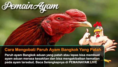 Detail Ayam Bangkok Lucu Nomer 19