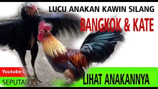 Detail Ayam Bangkok Lucu Nomer 32