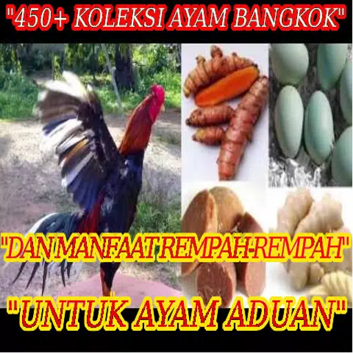 Detail Ayam Bangkok Lucu Nomer 47