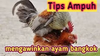 Detail Ayam Bangkok Lucu Nomer 52