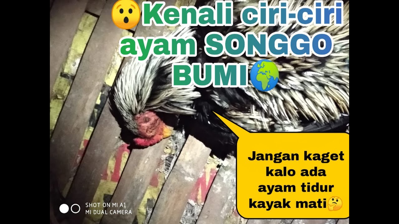 Detail Ayam Bangkok Songgo Bumi Nomer 16