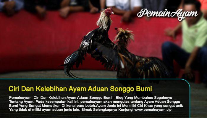 Detail Ayam Bangkok Songgo Bumi Nomer 20