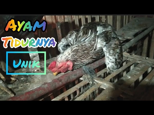 Detail Ayam Bangkok Songgo Bumi Nomer 4