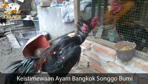 Detail Ayam Bangkok Songgo Bumi Nomer 50