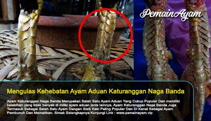 Detail Ayam Bangkok Songgo Bumi Nomer 55